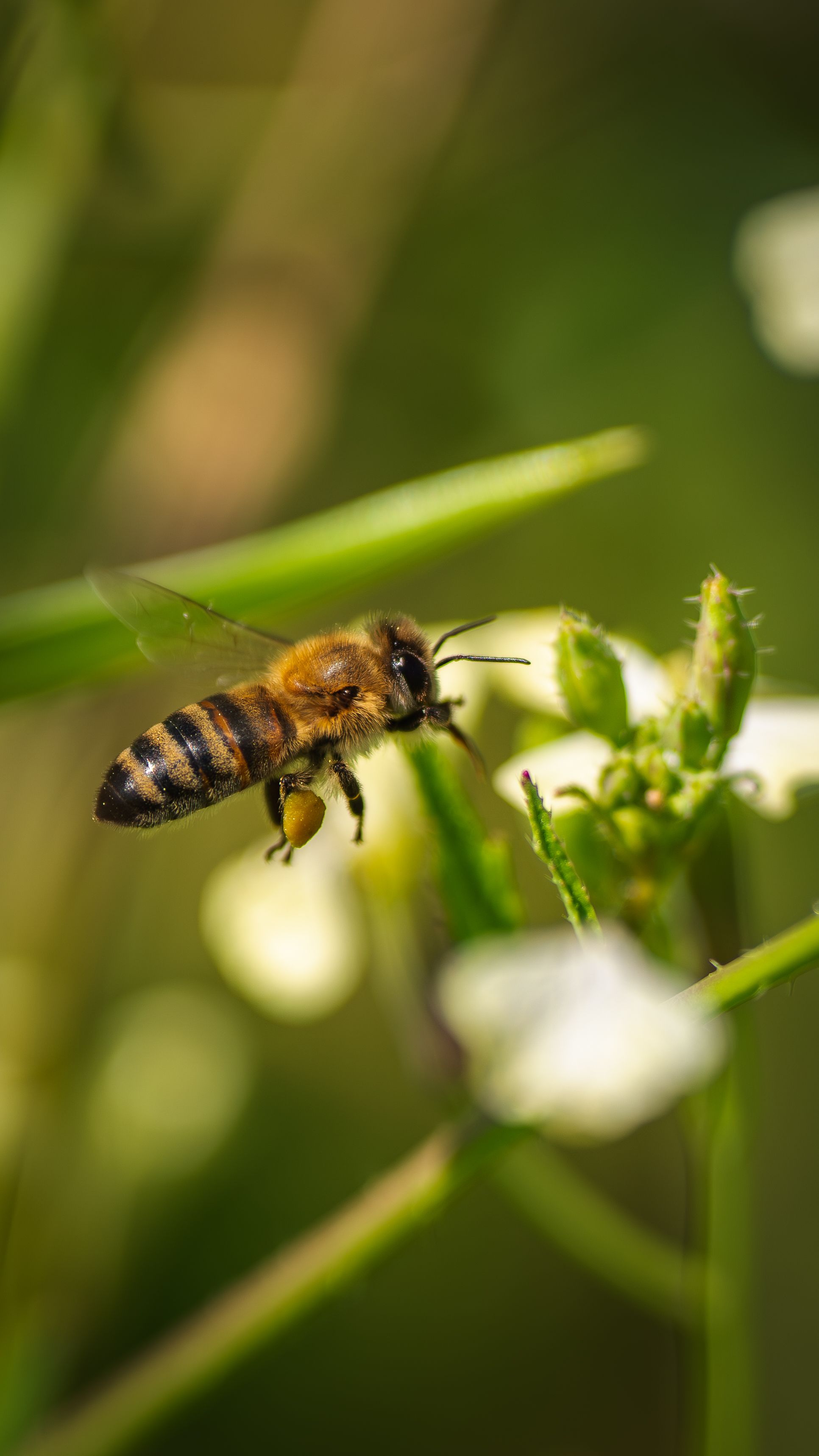Abeille noire - Apis mellifera mellifera